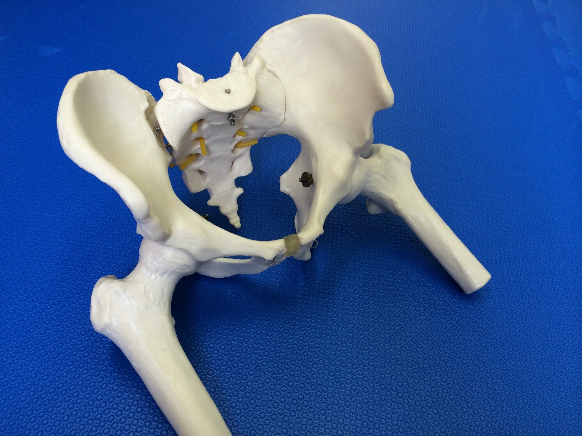 骨模型　骨盤 (6)
