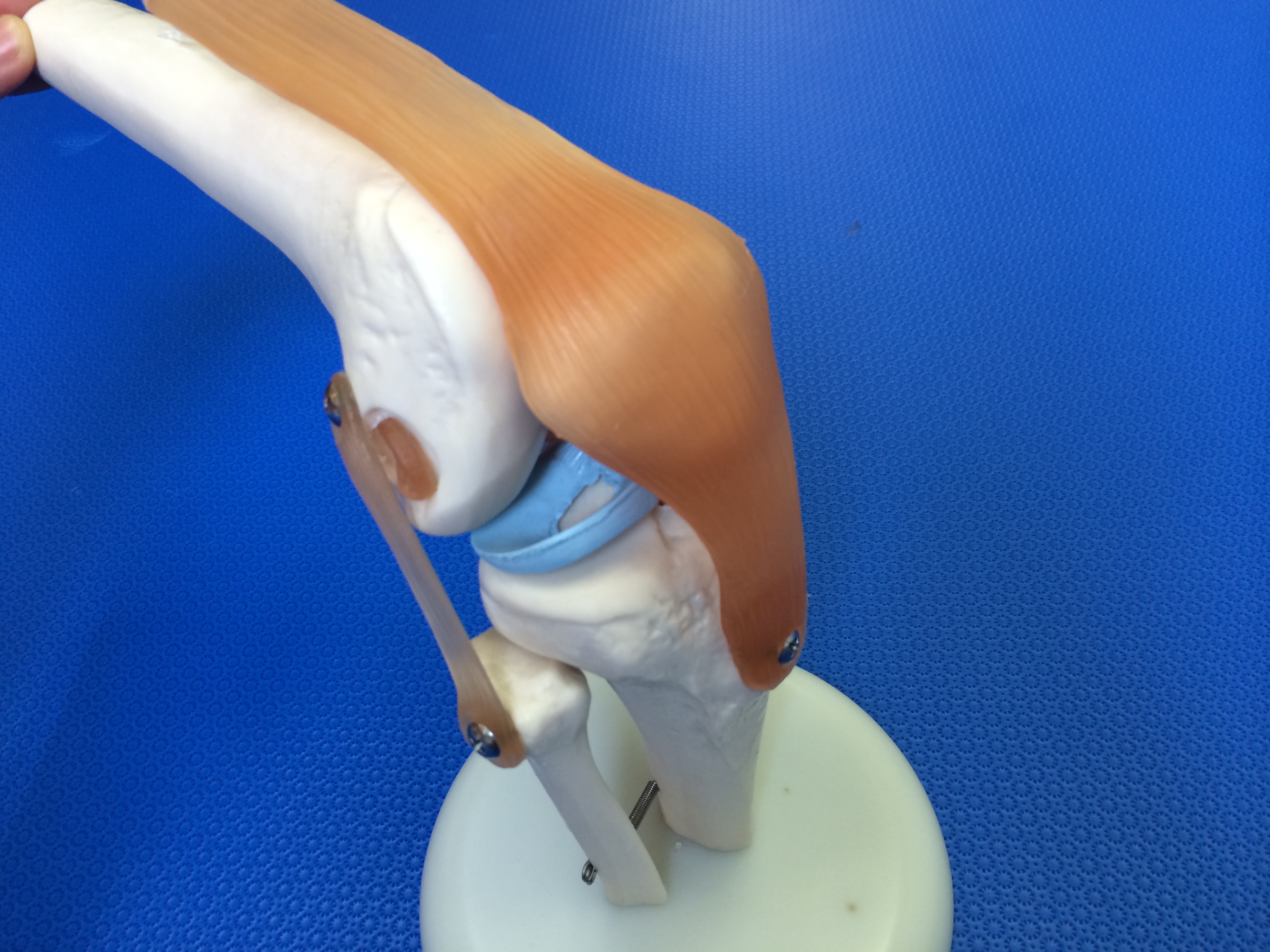 骨模型　膝関節