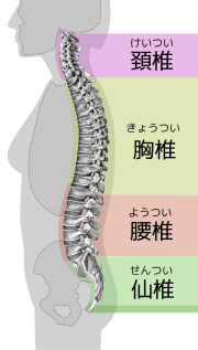 180px-Spinal_column_curvature-jp.svg
